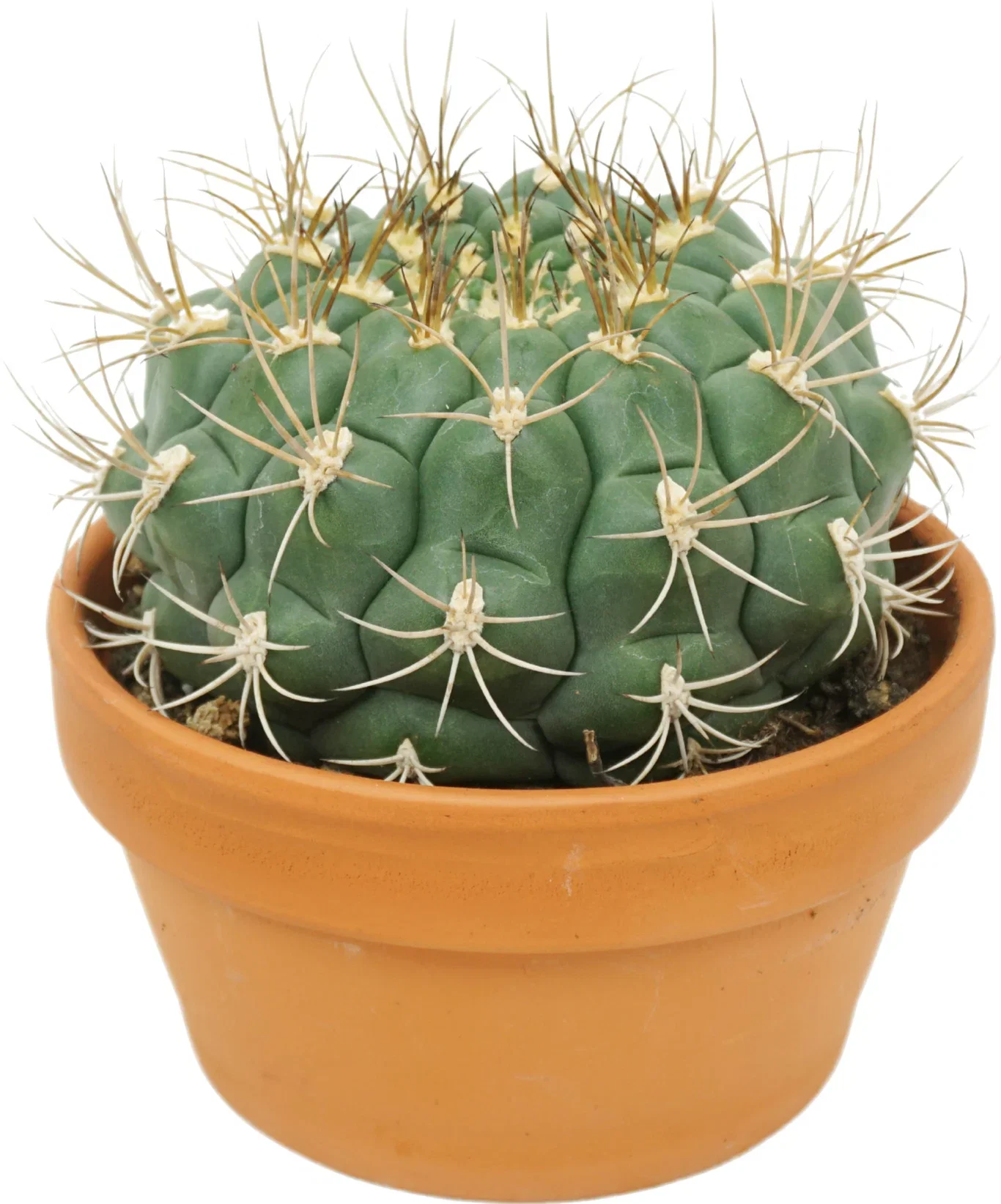 Cactus Ball mix 17 cm