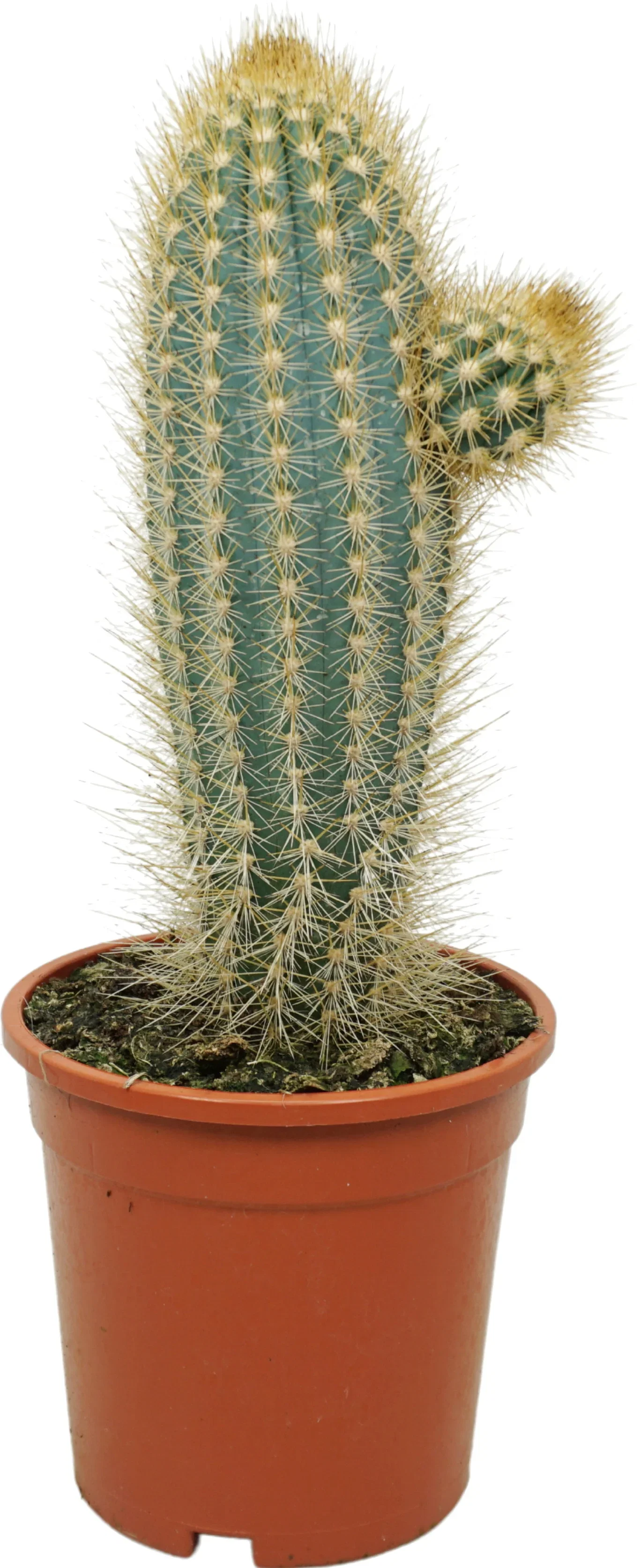 Cactus Upgoing mix 17 cm