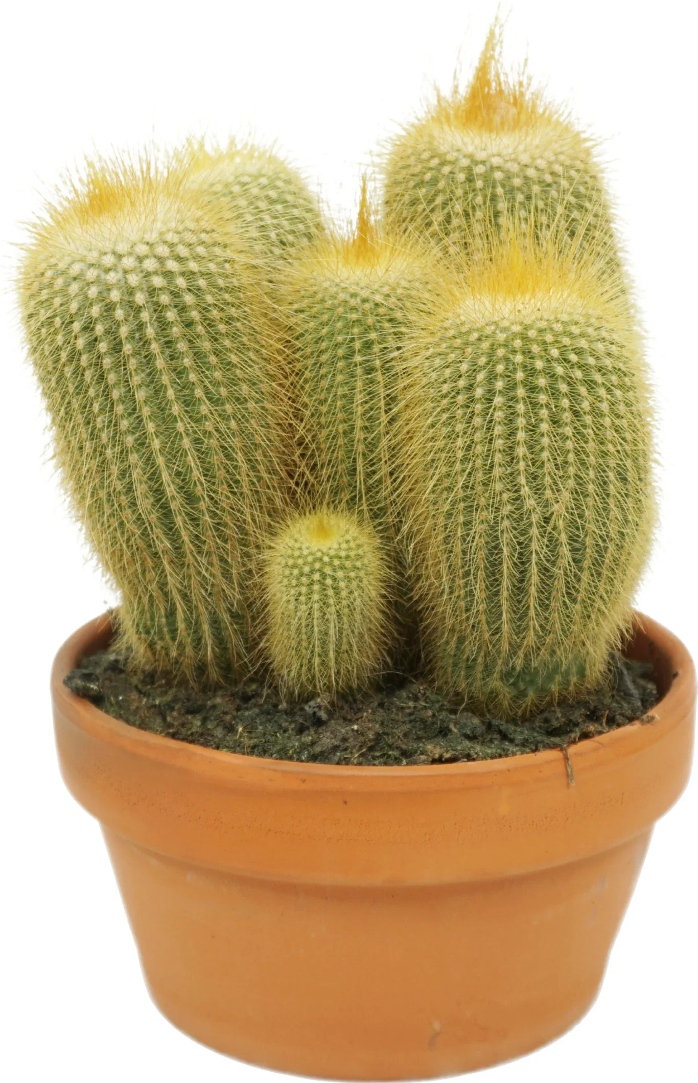 Cactus Ball mix 17 cm