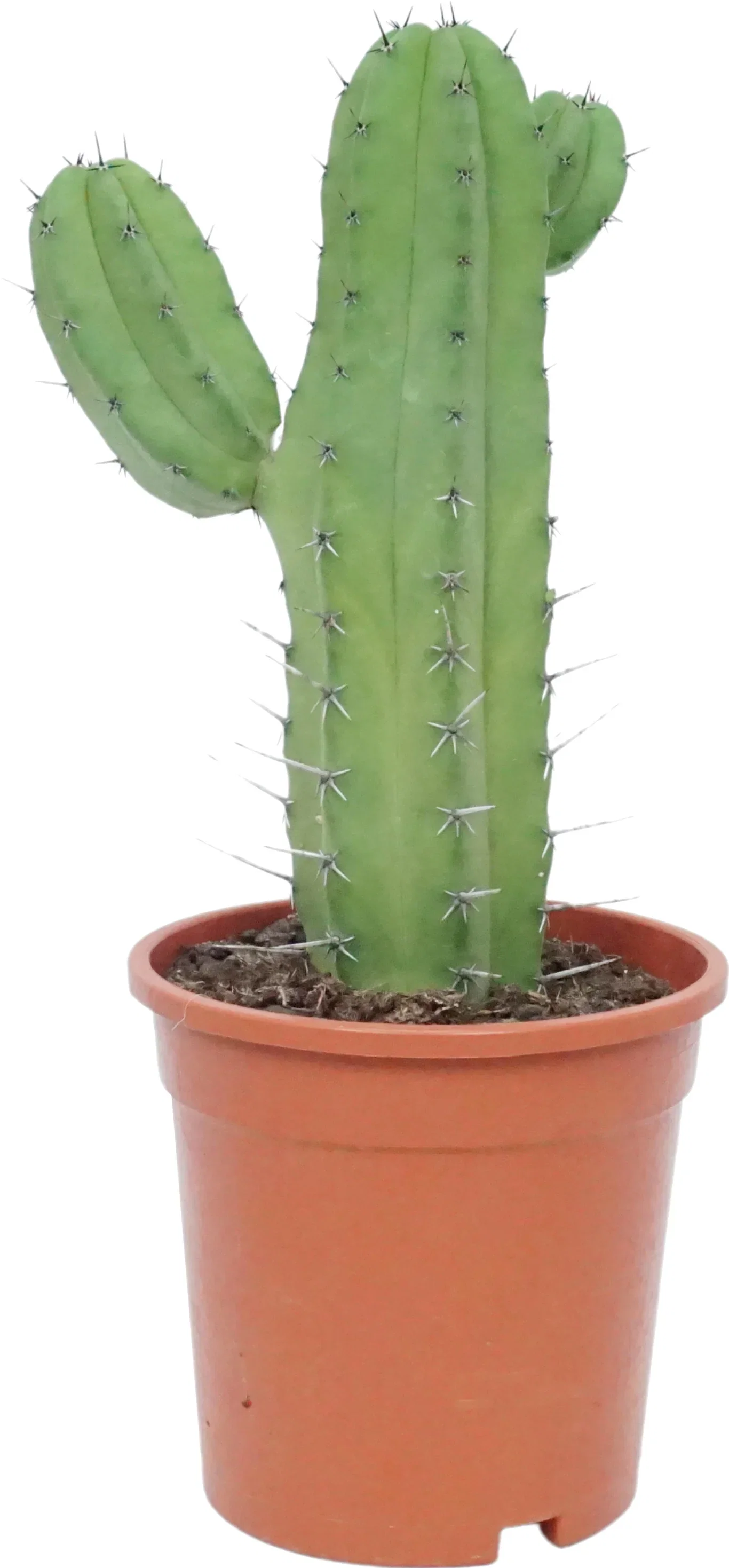 Cactus Upgoing mix 17 cm