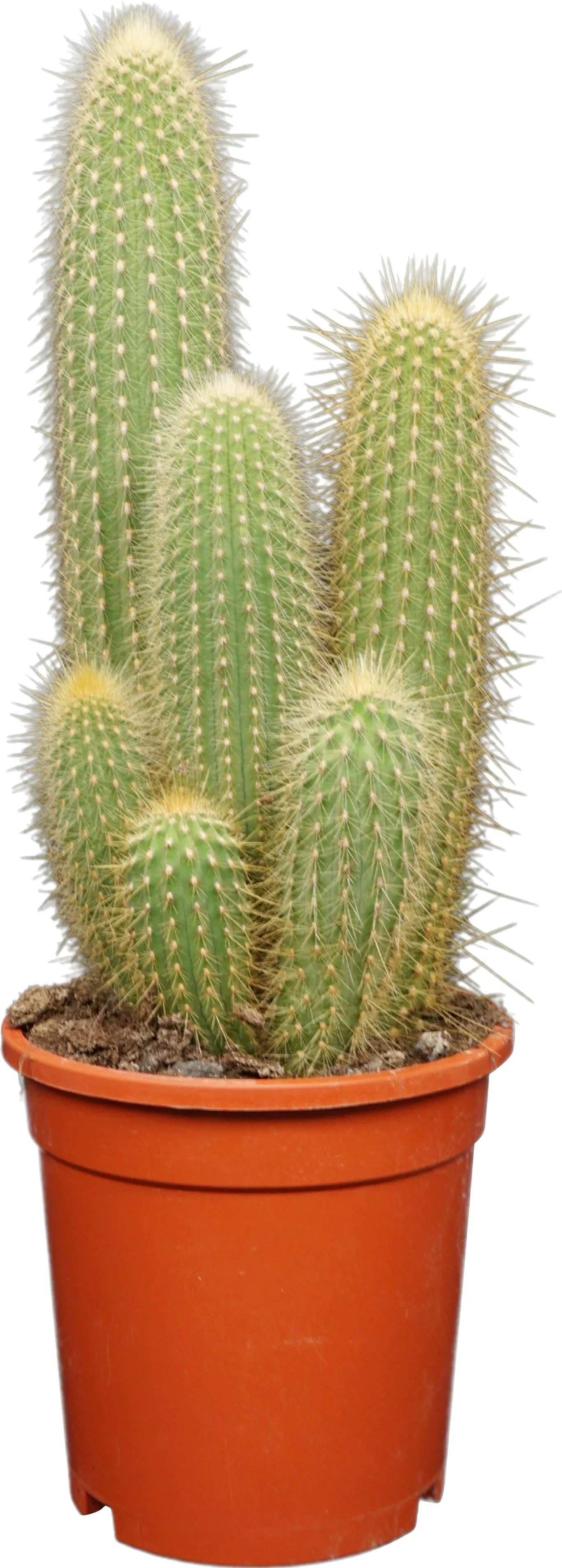 Cactus Upgoing mix 17 cm