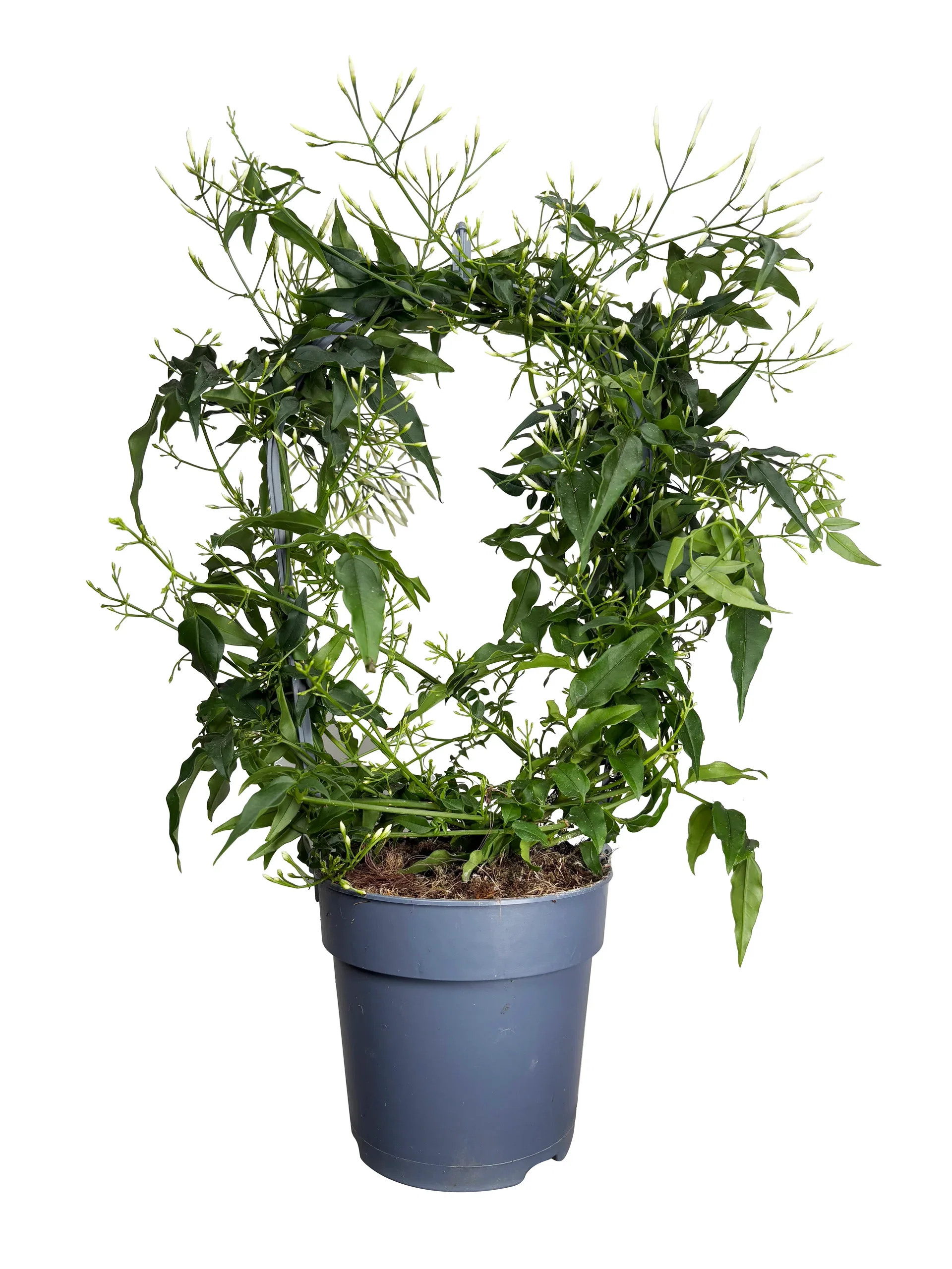 Jasminum bow