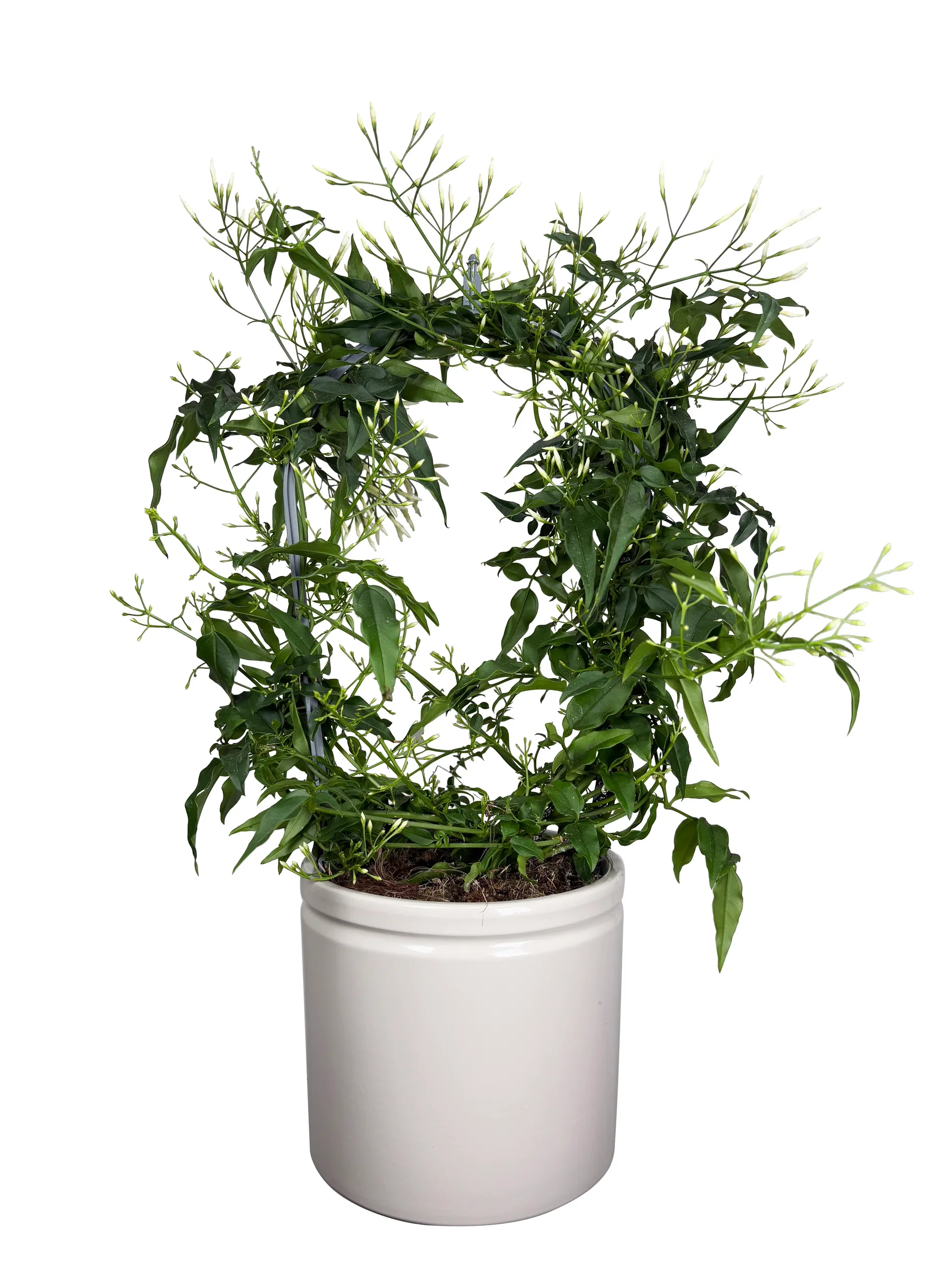 Jasminum bow