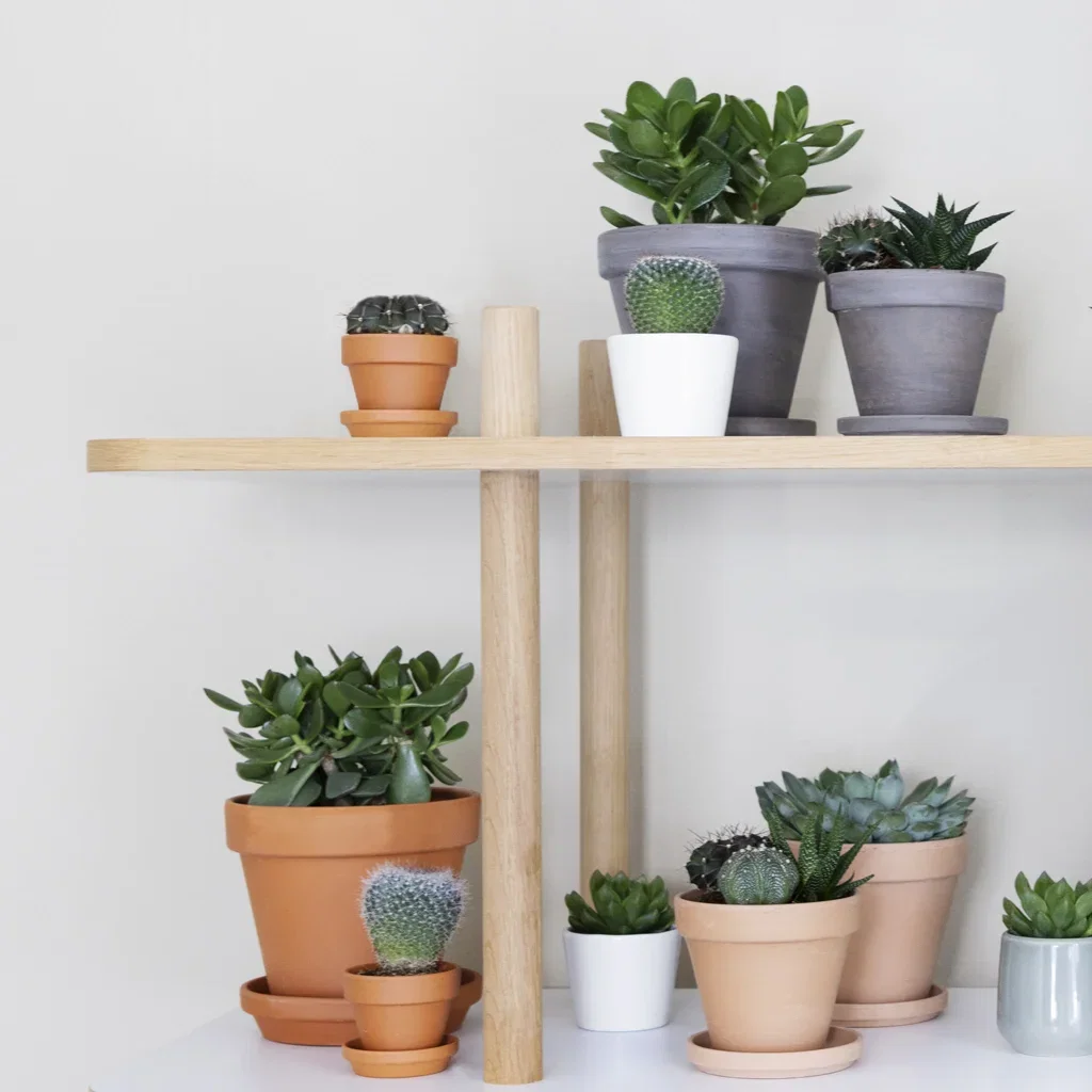 Here are the pot trends for 2025