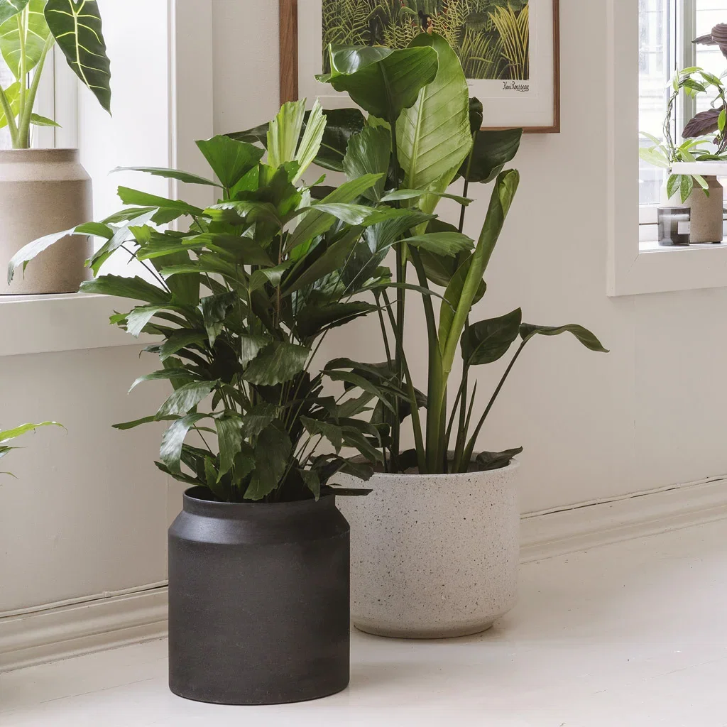 Here are the pot trends for 2025