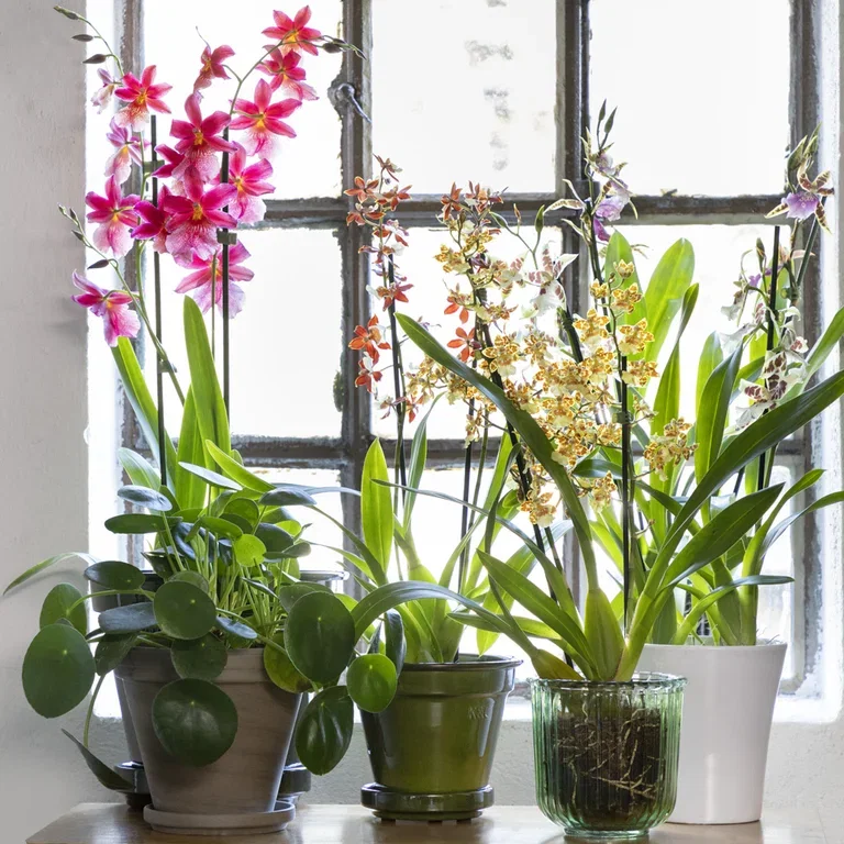 Orchid - facts and advice on care