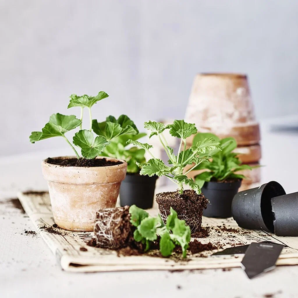 Cuttings of houseplants