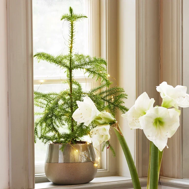 Norfolk Island Pine - facts and care tips
