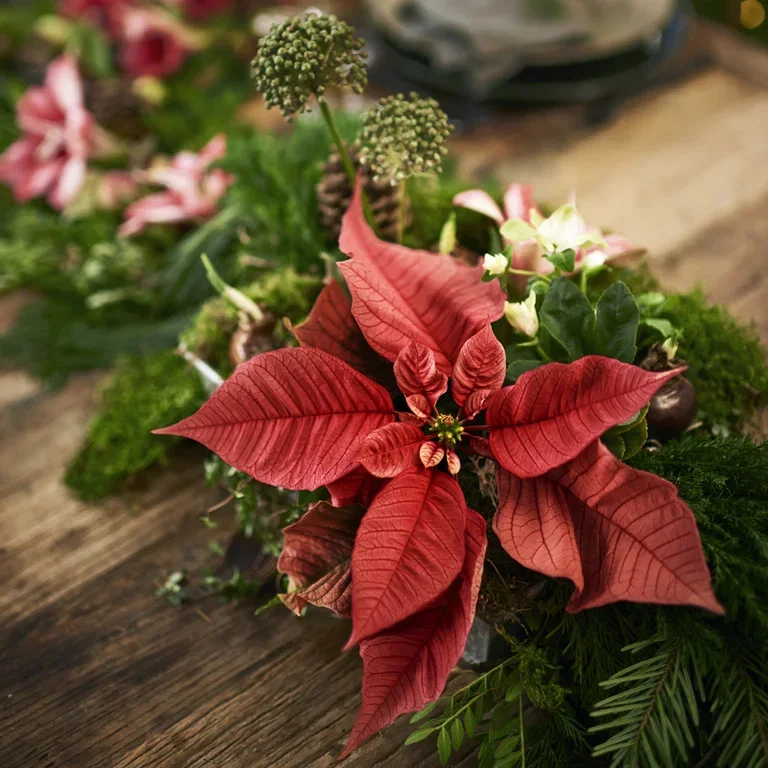 Christmas star - facts and advice on care