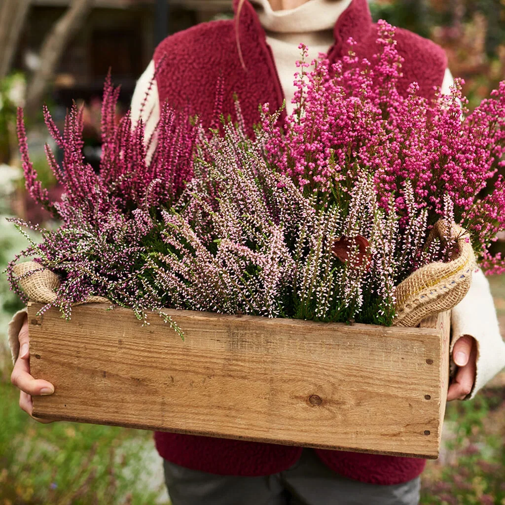 Heather - planting and maintenance