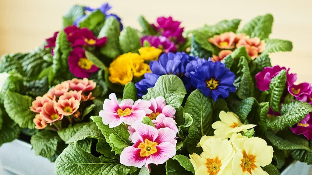 Primrose - planting and care