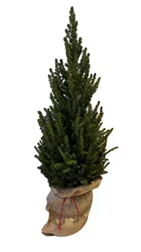 Picea g. 'Jutebag' 21 cm