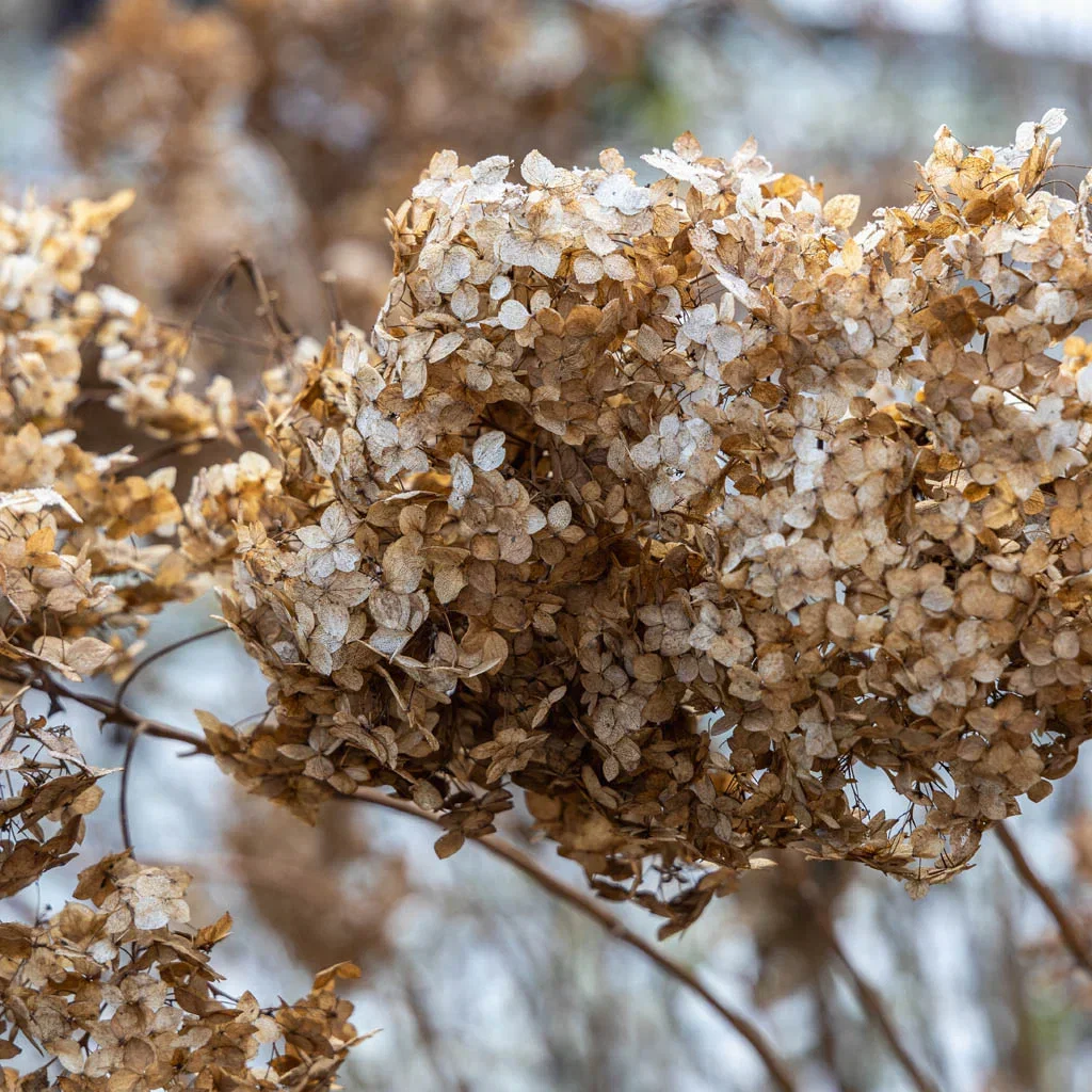 Hydrangea - planting and care