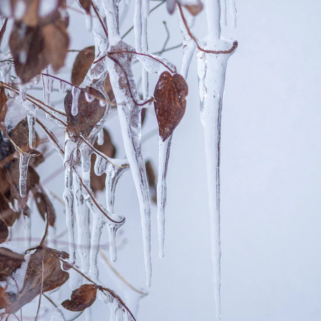 Garden visit: Snowflakes and garden joy at Anniken's in Holmestrand