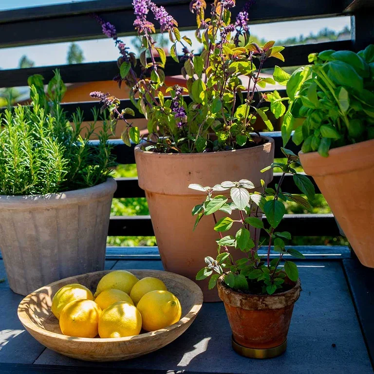 Garden visit: A taste of the Mediterranean at Anniken's