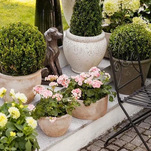 Terracotta pots give the plants an optimal environment
