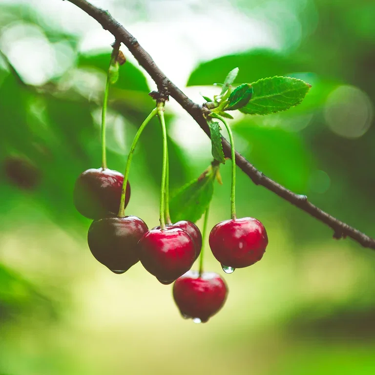 Cherry tree