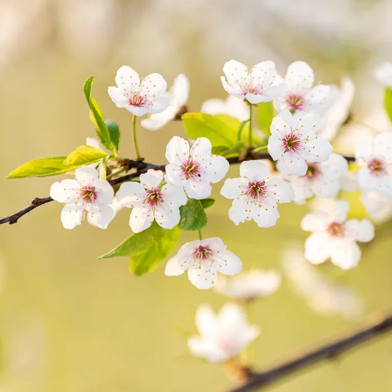 Cherry tree