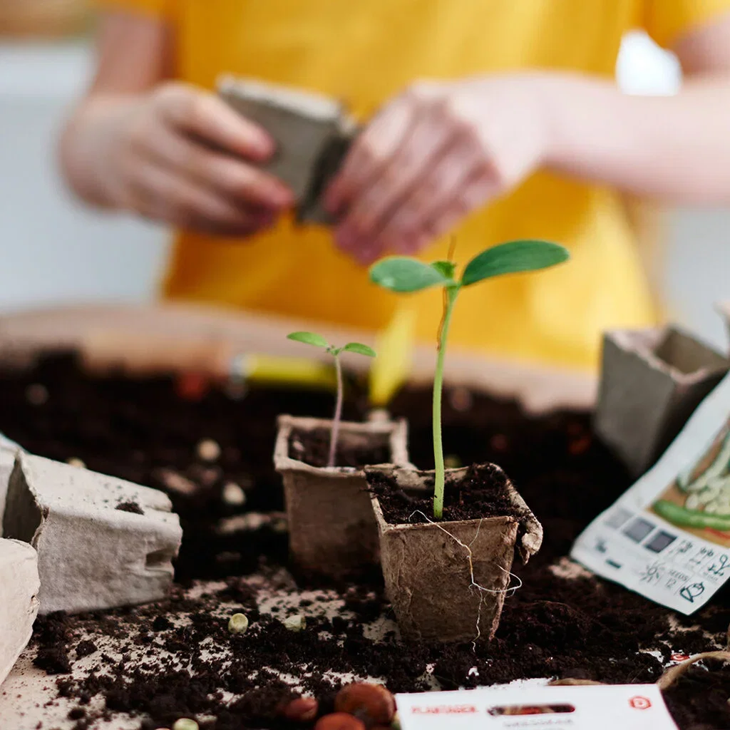Soil and fertilizer when sowing and cultivating