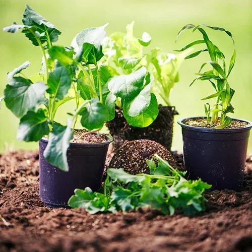 Soil and fertilizer when sowing and cultivating