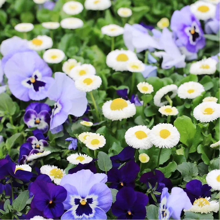 Outdoor plants in pots for Easter and early spring