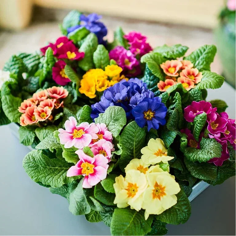 Outdoor plants in pots for Easter and early spring