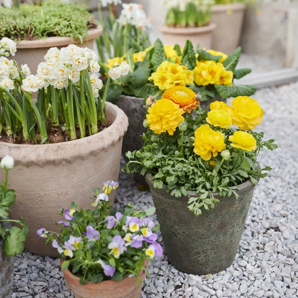 Outdoor plants in pots for Easter and early spring