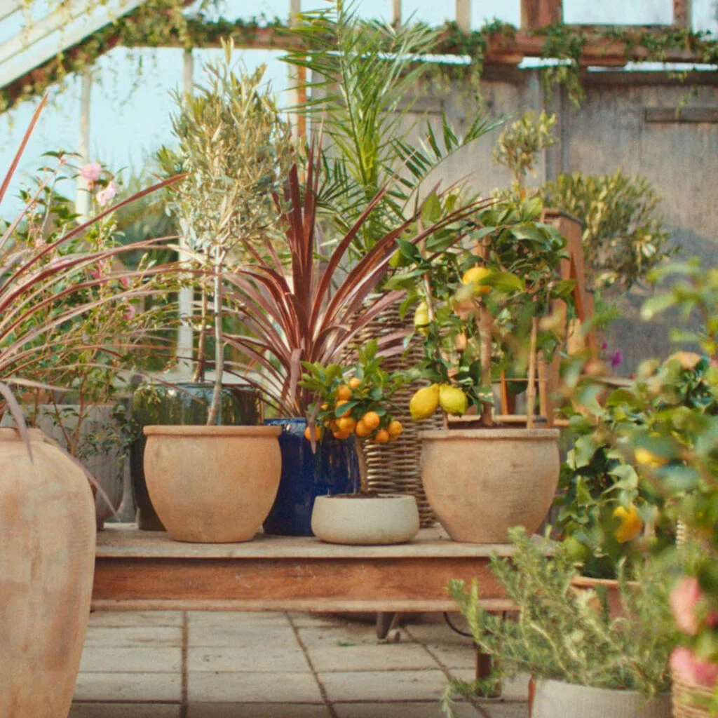 Give new life to Mediterranean plants after winter