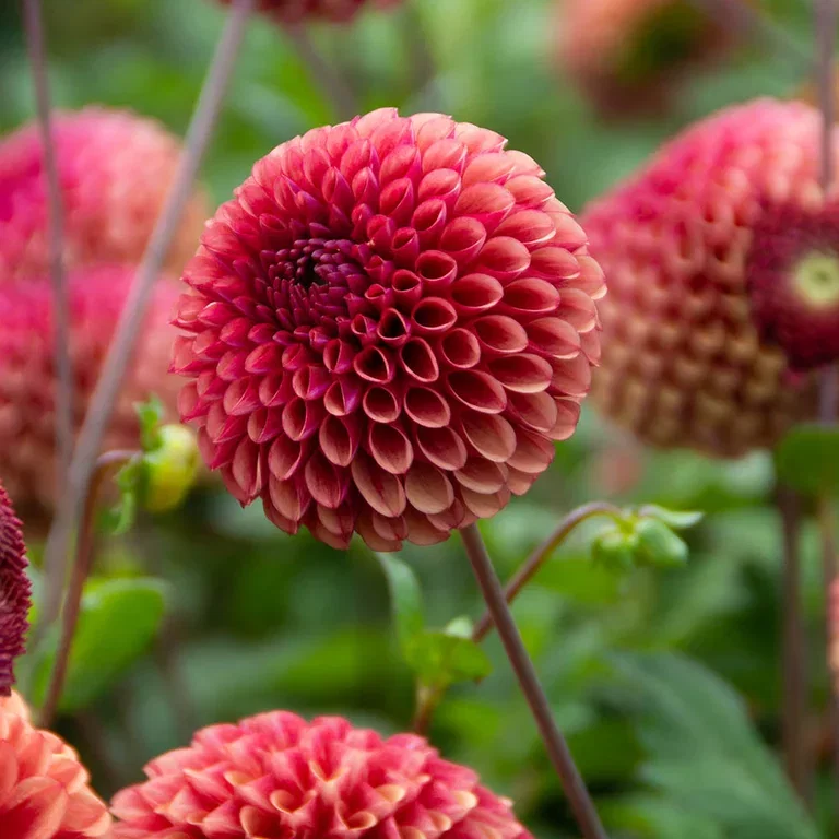 Dahlia – planting and care
