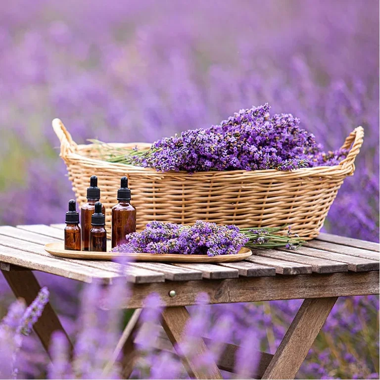 Uses for lavender