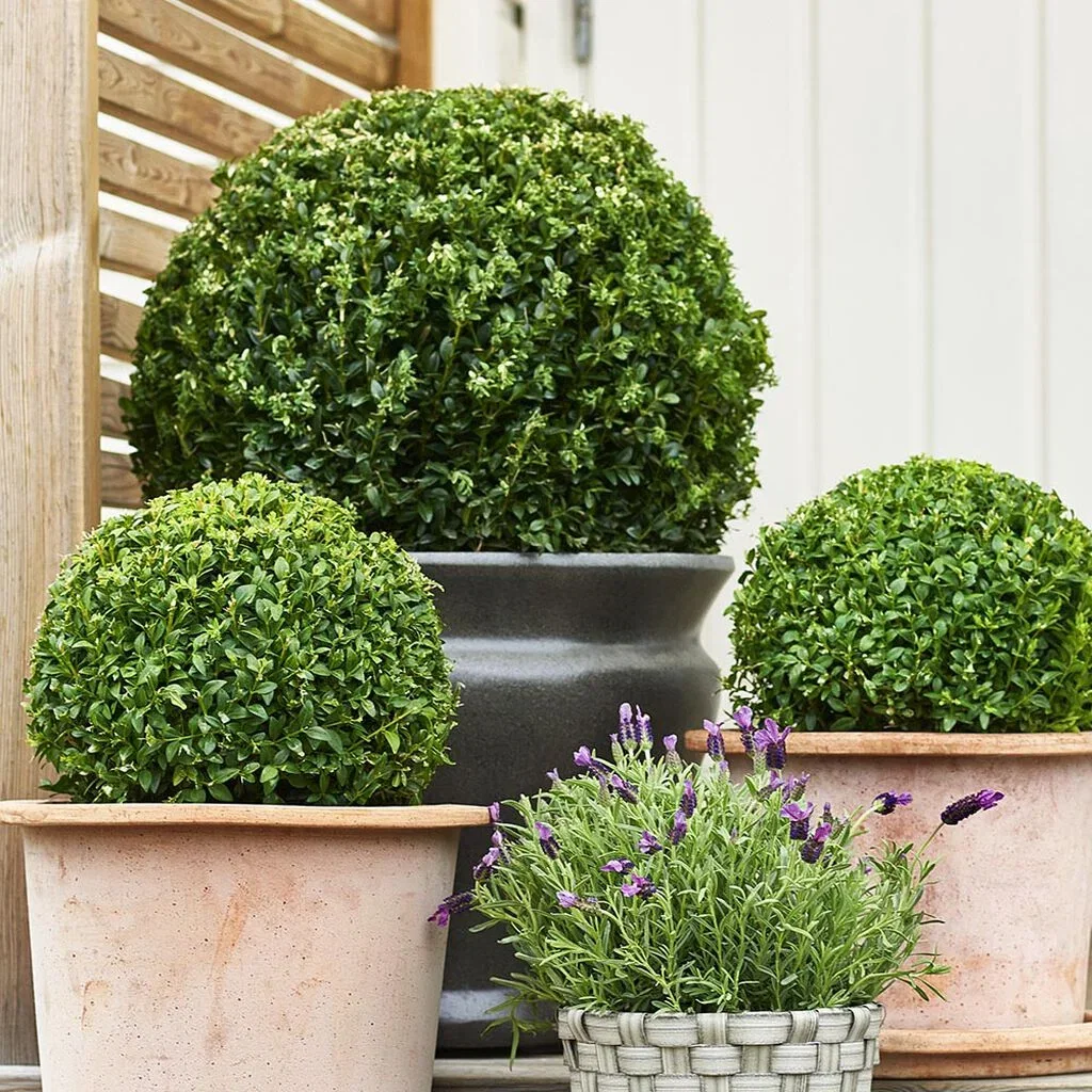 Buxbom – plantering och skötsel