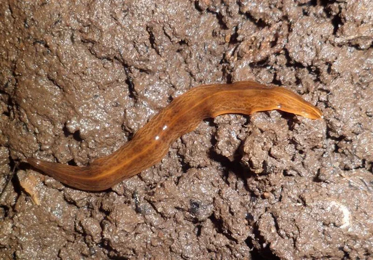 This is the flatworm – and this is what you do if you find it