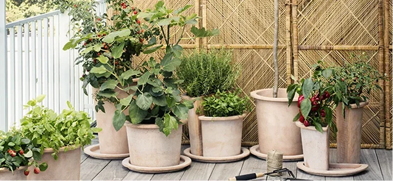 4 vegetables worth growing yourself