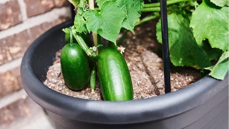 4 vegetables worth growing yourself