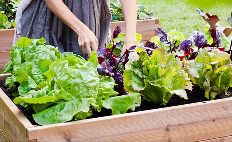 4 vegetables worth growing yourself