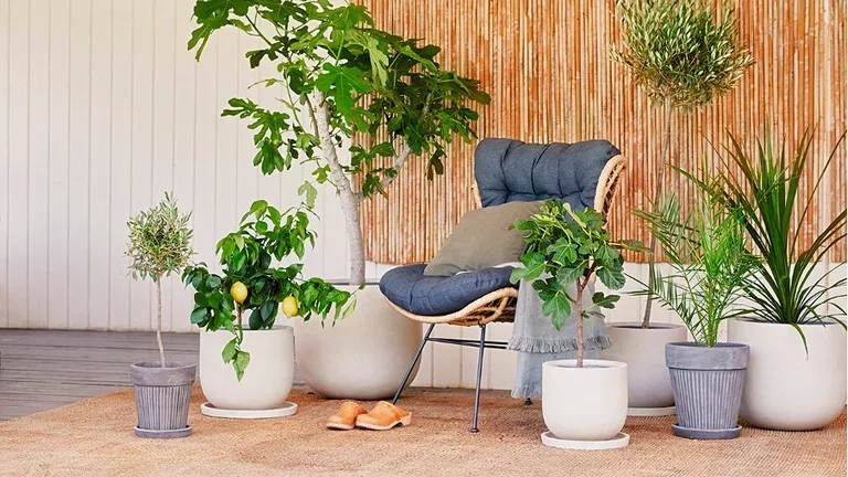 How to overwinter Mediterranean plants like citrus and olive trees