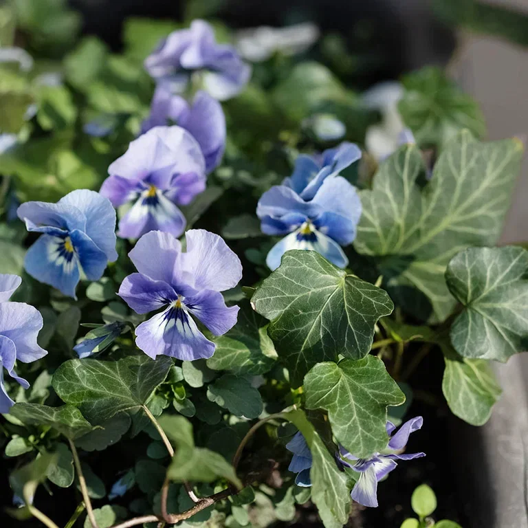Spring flowers in pots – decorate your entrance for spring