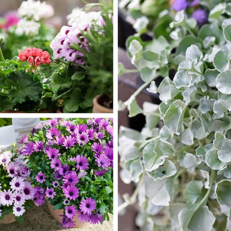Spring flowers in pots – decorate your entrance for spring