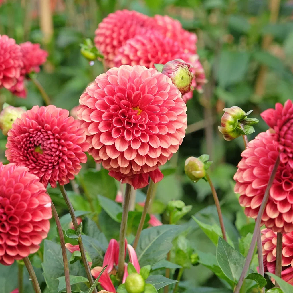 Spring bulbs and autumn bulbus - what is the difference