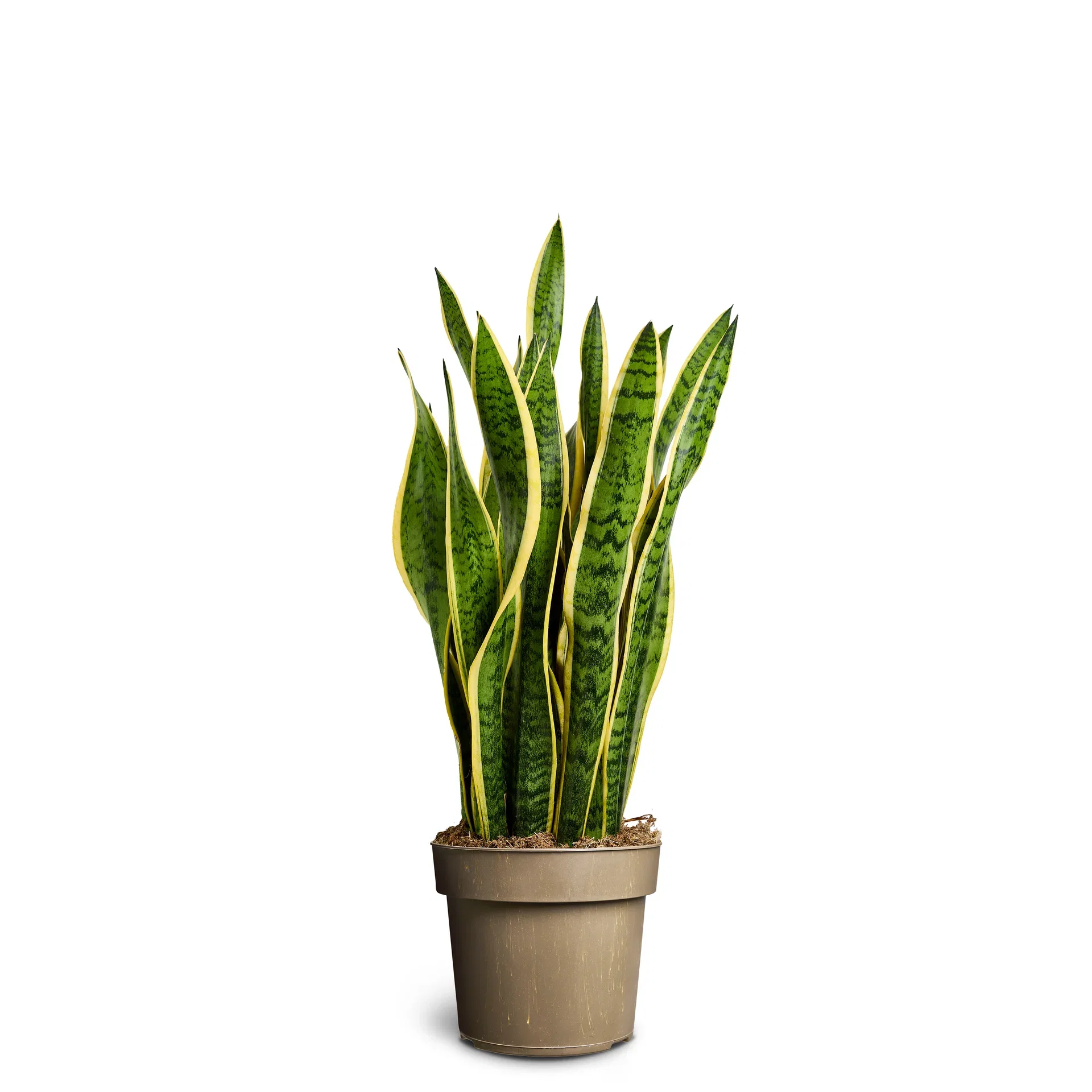 Sansevieria trifasciata 'Laurentii'