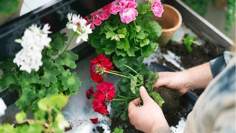 Pelargonium – Facts and care tips