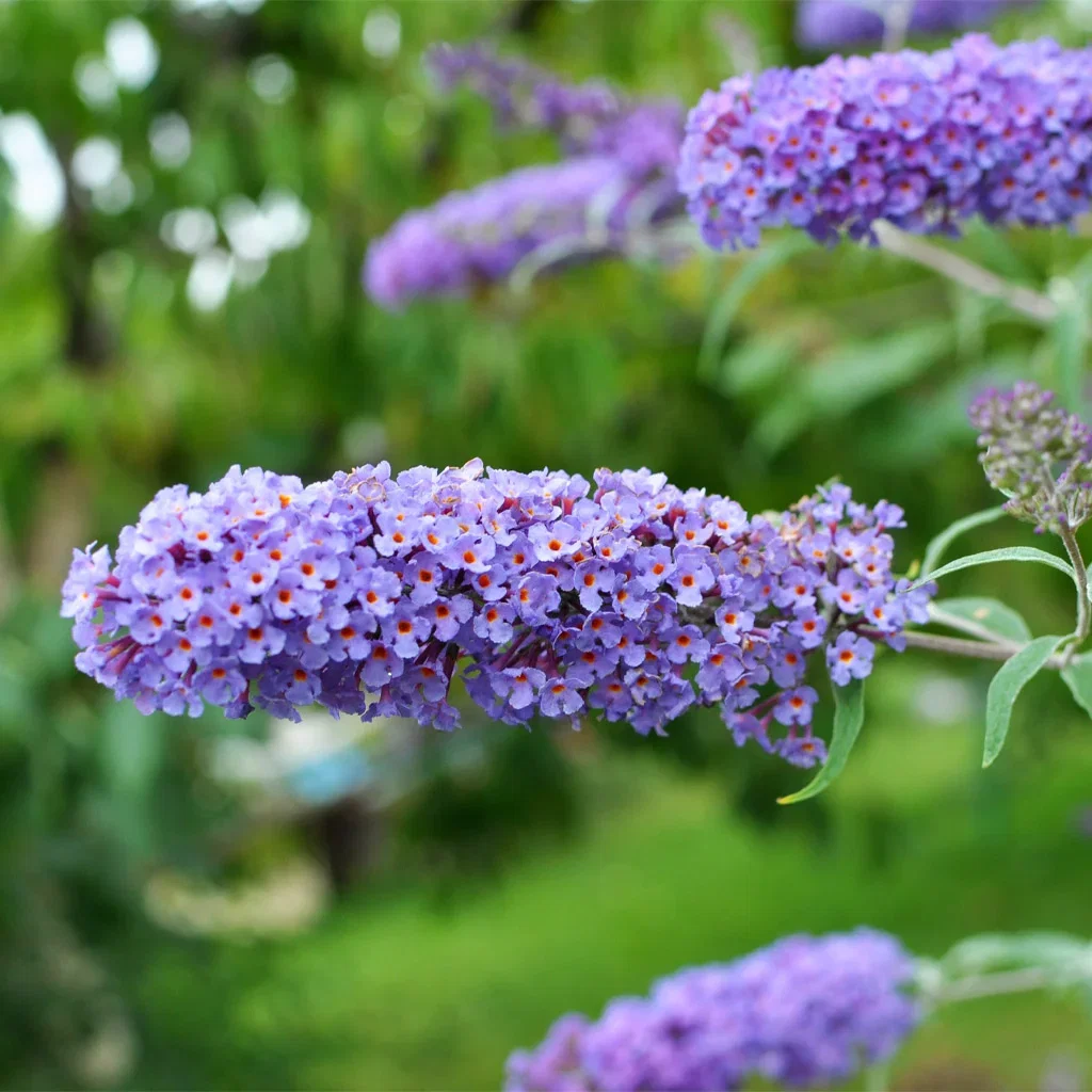 Butterfly bush - planting and care