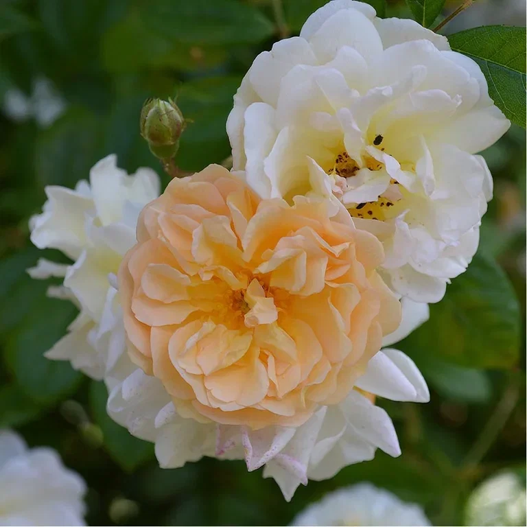 Creating a rose garden – how to succeed
