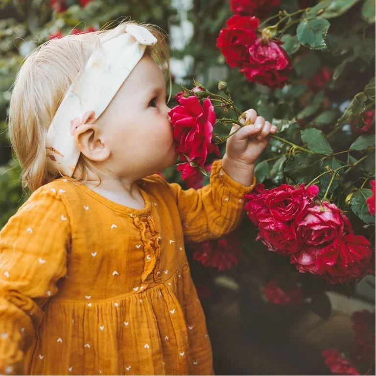 Creating a rose garden – how to succeed