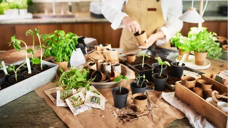 February - this is what you can sow and cultivate