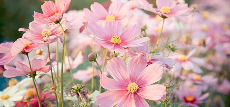 March - this is what you can sow and cultivate