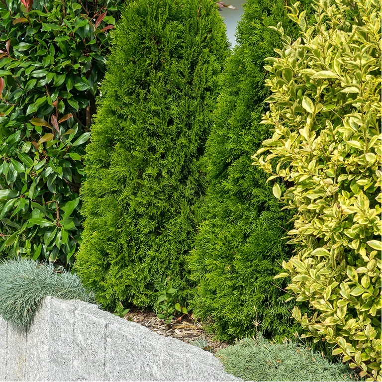 Choosing a hedge – Different types of hedges and what they are suitable for