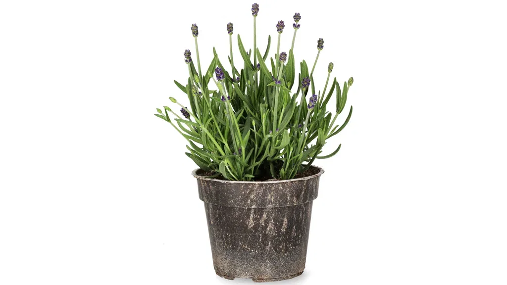 Buy the pot that the soil eats up