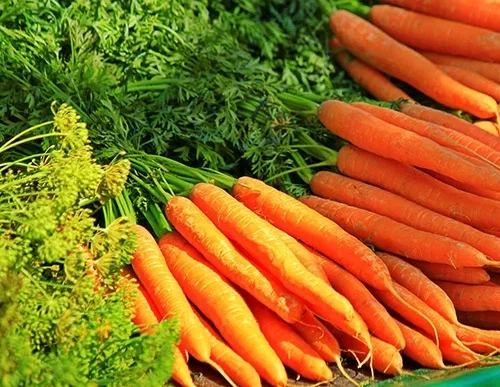 Carrots – grow your own
