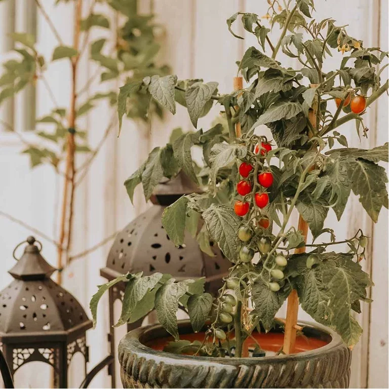 Guaranteed gardening joy with ready-made vegetable plants